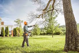 Best Lawn Renovation and Restoration  in Yutan, NE