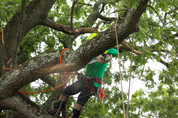 Best Tree Health Inspection  in Yutan, NE