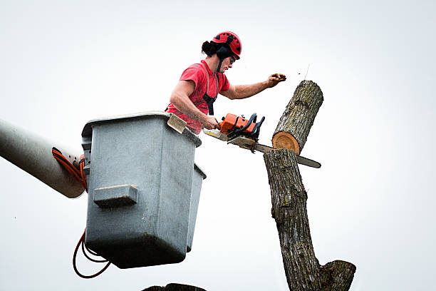 How Our Tree Care Process Works  in  Yutan, NE
